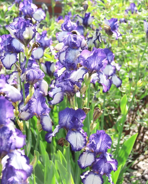 Iris Bloemen Zonnige Prachtige Natuur Lente Achtergrond Zomer Scene Met — Stockfoto