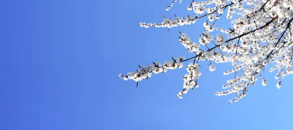 日当たりの良い背景に白の桜の花と水平バナー 澄んだ青空を背景に桜の枝を持つ美しい自然の春の背景 テキストのコピースペース — ストック写真