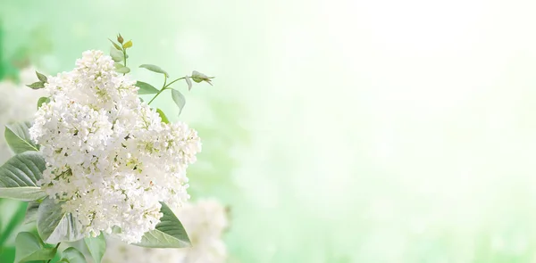 日当たりの良い美しい自然の春の背景にライラックの支店 一般的なライラック シリンガハルガリス の小枝と白い色の花と夏のシーン 花と水平春のバナー テキストのコピースペース — ストック写真