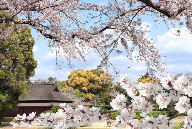 Koishikawa Korakuen bahçesinde çiçek açan sakura, Okayama, Japonya. Sakura çiçeklerine odaklan.