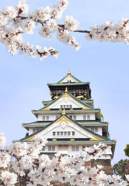 Çiçek açan Sakura 'nın beyaz çiçekli dalı ve Japonya' daki Osaka şatosu. Güneşli mavi gökyüzü arka planında. Japon Hanami Festivali 'nde insanlar sakura çiçeğinin tadını çıkarıyorlar. Asya 'da kiraz çiçeği mevsimi