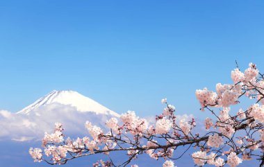 Güzel Fuji Dağı (Fujiyama) bulutlarda ve çiçek açan sakura dalında beyaz çiçeklerle, Japonya. Mavi gökyüzü arka planında. Komagatake Dağı 'ndan görüntüle 