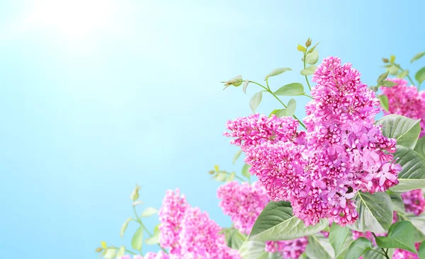 日当たりの良い美しい自然の春の背景にライラックの支店 一般的なライラック シリンガハルガリス と紫色の花の小枝と夏のシーン 青空を背景に花と水平方向の春のバナー テキストのコピースペース — ストック写真