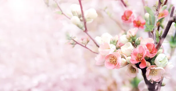 Horizontal banner with Japanese Quince flowers (Chaenomeles japonica) of pink color on sunny backdrop. Beautiful nature spring background with a branch of blooming Quince. Copy space for text