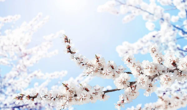 Horizontale Banner Met Sakura Bloemen Van Witte Kleur Zonnige Achtergrond — Stockfoto