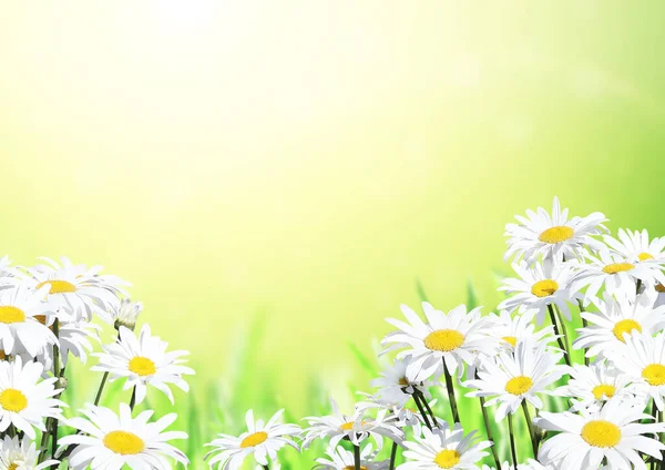 Flores Camomila Florescentes Fundo Verão Ensolarado Com Flor Camomila Espaço — Fotografia de Stock