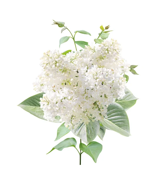 Filial Lilac Med Vita Blommor Och Blad Twig Common Lilac — Stockfoto