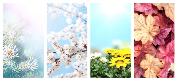 Four seasons of year. Set of vertical nature banners with winter, spring, summer and autumn scenes. Copy space for text