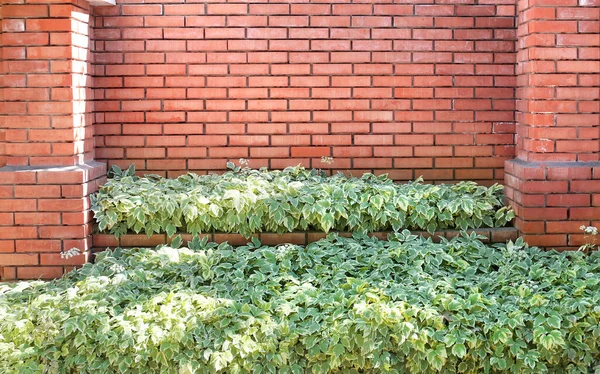 Recinzione Mattoni Con Bordo Decorativo Con Cespugli Cornus Alba Avorio — Foto Stock