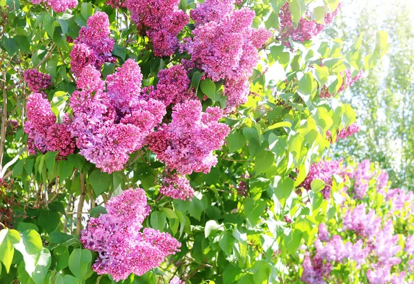 Filial Lilac Solig Vacker Natur Våren Bakgrund Sommar Scen Med — Stockfoto