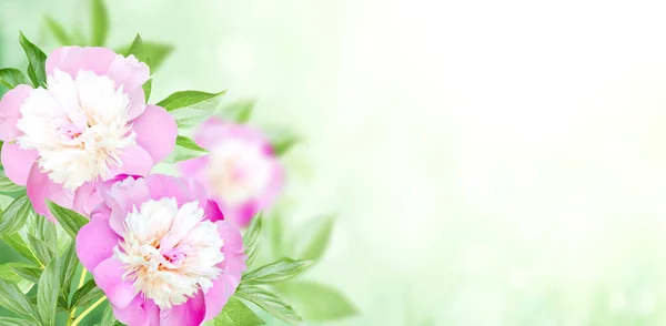 Ramo Peonia Paeonia Sfondo Soleggiato Bella Natura Primavera Scena Estiva — Foto Stock