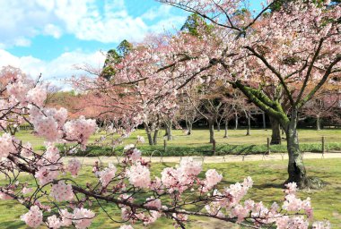 Koishikawa Korakuen bahçesinde çiçek açan sakura, Okayama, Japonya