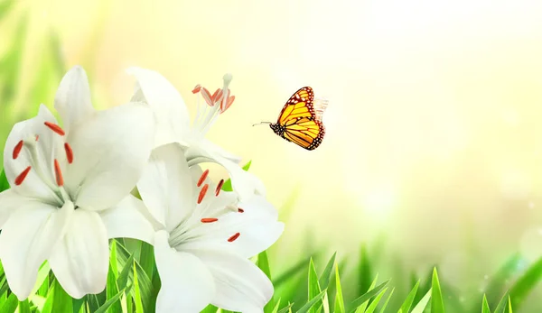 艳丽的春光背景 蝴蝶和白百合在花床上 水平夏季横幅与芽和白花百合念珠花 文本的复制空间 — 图库照片
