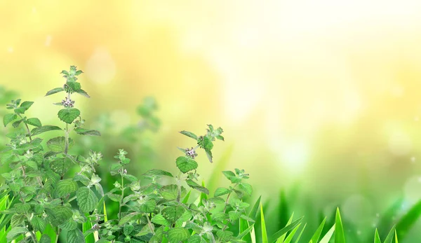 Мятные Ветви Горизонтальное Знамя Красивыми Зелеными Листьями Мяты Размытом Солнечном — стоковое фото