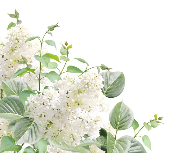 Filial Lilac Med Vita Blommor Och Blad Twig Common Lilac — Stockfoto