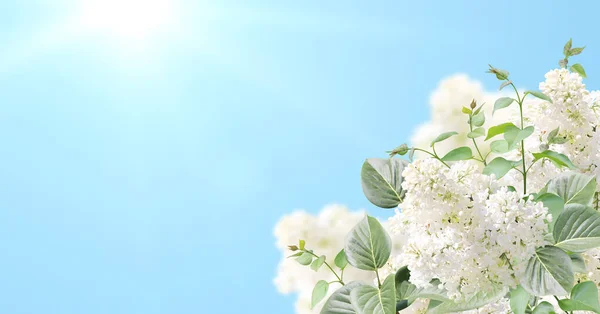 Branch Lilac Sunny Beautiful Blue Sky Background Summer Nature Scene — Stock Photo, Image