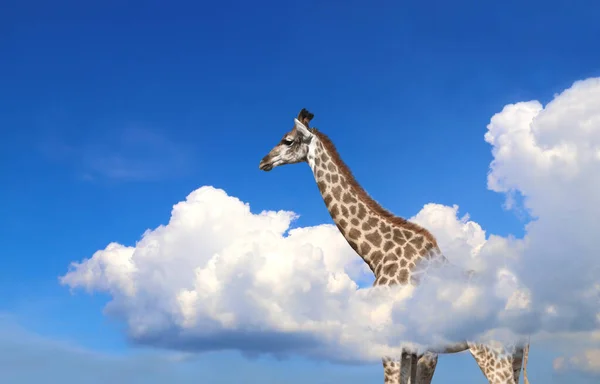 Horizontal banner with giraffe above clouds. Cute giraffe in the sky. Fantastic scene with huge giraffe coming out of the cloud. Mock up template. Copy space for text