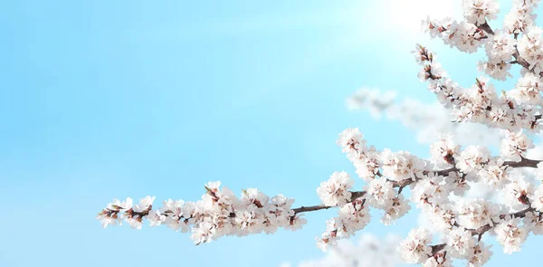 日当たりの良い背景に白の桜の花と水平バナー 桜の枝を持つ美しい自然の春の背景 テキストのコピースペース — ストック写真