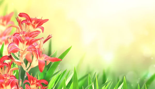 Fundo Primavera Ensolarado Com Flor Lírio Vermelho Canteiro Flores Bandeira — Fotografia de Stock