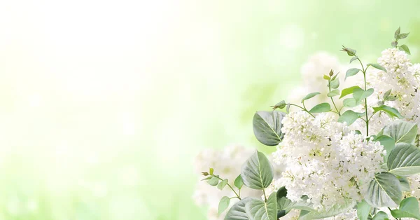Pobočka Lilac Slunném Krásném Přírodním Jarním Pozadí Letní Scéna Větvičkou — Stock fotografie