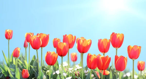 Tulipani Sfondo Solare Bella Natura Primavera Scena Estiva Con Fiori — Foto Stock