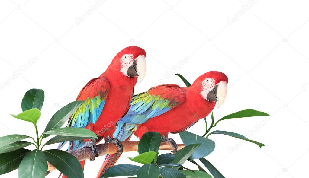 Two Ara parrots (Scarlet Macaw) sits on a branch among tropical leaves.  Exotical border with plants of jungle and Ara macao. Copy space for text. Isolated on white background