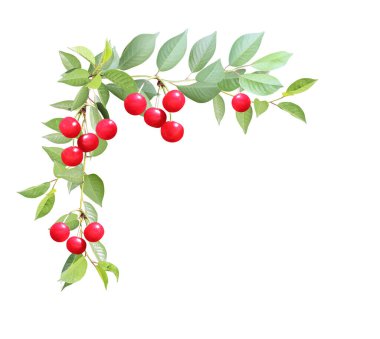 Yeşil yapraklı ve kırmızı dutlu kiraz ağacı dallı dekoratif bir açı. Çilekli kiraz dallarından yapılmış köşe elementi. Beyaz arkaplanda izole