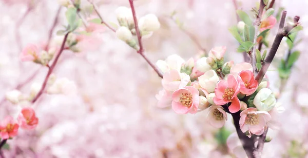 Banner Horizontal Con Flores Membrillo Japonés Chaenomeles Japonica Color Rosa —  Fotos de Stock