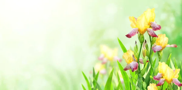 开在阳光灿烂美丽的自然春光背景上的爱丽斯花 夏天的风景 开着黄色和紫色的虹膜花 水平的春花横幅 文本的复制空间 — 图库照片