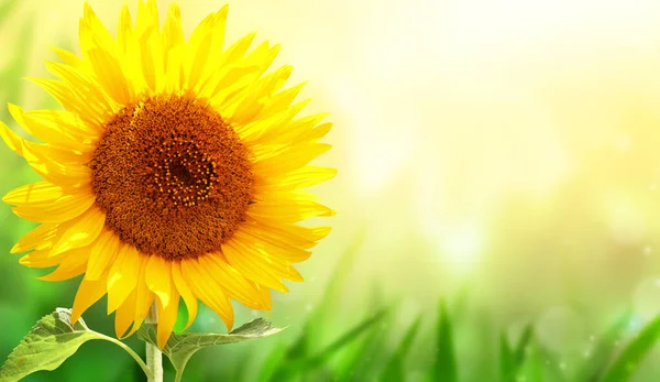 Leuchtend Gelbe Sonnenblumen Auf Grün Verschwommenem Sonnigen Hintergrund Horizontales Sommerbanner — Stockfoto