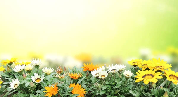 Erste Frühlingswildblumen Gelb Weiß Und Orange Adonis Vernalis Fasanenauge Sonniger — Stockfoto