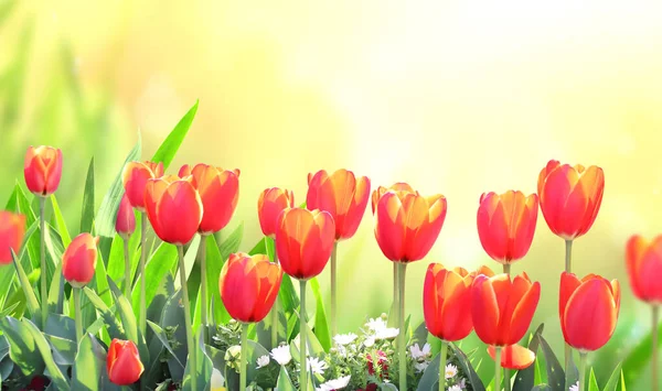 日当たりの良い美しい自然の春の背景にチューリップ 赤い色のチューリップの花と夏のシーン 花と水平春のバナー テキストのコピースペース — ストック写真