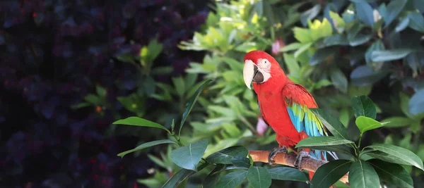 Bandiera Orizzontale Con Bellissimo Pappagallo Ara Macao Ramo Una Foresta — Foto Stock