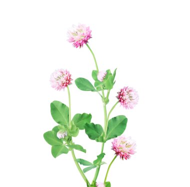 Vahşi kırmızı yonca (Trifolium pratense) çiçekleri. Beyaz arka planda izole edilmiş. Pembe renkli yonca çiçeği
