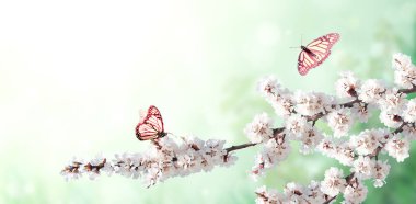 Beyaz çiçekli yatay afiş ve güneşli arka planda iki kelebek. Çiçek açan bir sakura dalıyla güzel bir bahar arkaplanı. Metin için alanı kopyala