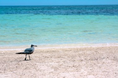 Martı kumlu sahil boyunca yürüyor, Karayip denizi, Cancun, Meksika