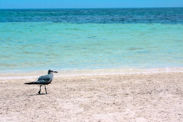 Martı kumlu sahil boyunca yürüyor, Karayip denizi, Cancun, Meksika