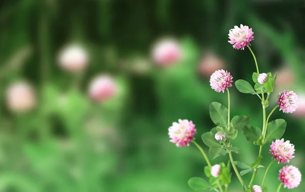 Wild red clover (Trifolium pratense) on green beautiful nature spring background. Summer scene with clover flower of pink color. Horizontal spring banner with flowers. Copy space for text