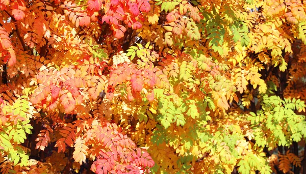 Calm Fall Season Rowan Leaves Autumn Forest Rowan Tree Green — Stock Photo, Image