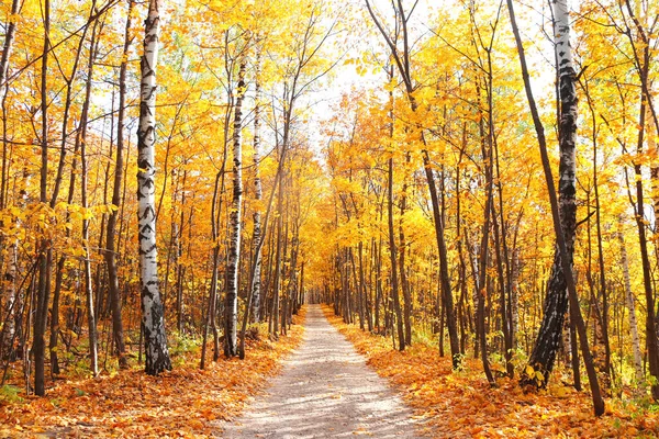Sakin bir sonbahar sezonu. Sonbahar ormanlarında yolu olan güzel bir manzara. Yeşil, sarı ve turuncu yapraklı akçaağaçlar ve huş ağaçları güneşli bir günde ağaçlık alanda yürür.