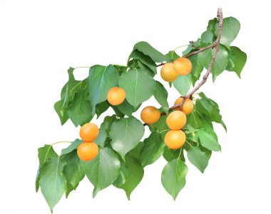 Yeşil yapraklı ve olgun meyveli kayısı ağacı dalı. Beyaz arkaplanda izole