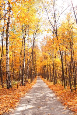 Sakin bir sonbahar sezonu. Sonbahar ormanlarında yolu olan güzel bir manzara. Yeşil, sarı ve turuncu yapraklı akçaağaçlar ve huş ağaçları güneşli bir günde ağaçlık alanda yürür.