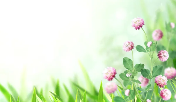 野生红三叶草 Trifolium Pratense 在阳光充足美丽的自然春天背景上 夏天的风景 有粉红色的三叶草花 水平的春花横幅 文本的复制空间 — 图库照片