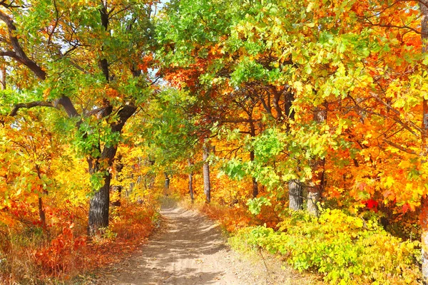 Lugn Höstsäsong Vackert Landskap Med Väg Höstskog Lönnar Och Ekar — Stockfoto