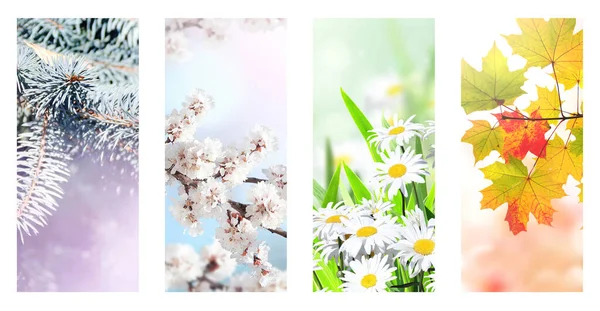Vier Jahreszeiten Set Von Vertikalen Naturbannern Mit Winter Frühlings Sommer — Stockfoto