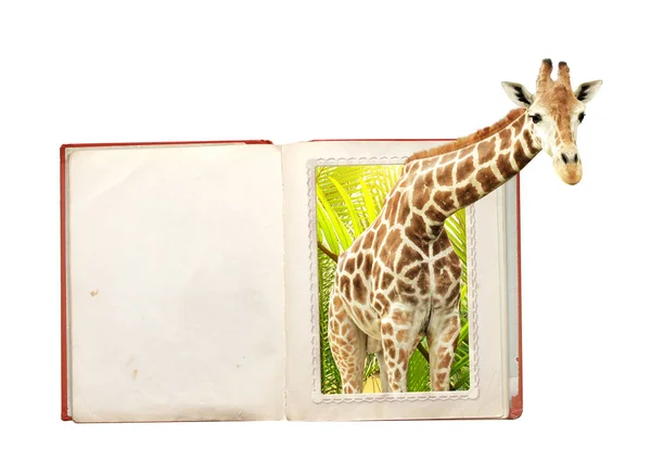 Girafa Foto Com Efeito Livro Aberto Efeito Estereoscópico Isolado Fundo — Fotografia de Stock