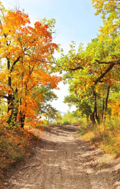 Sakin bir sonbahar sezonu. Sonbahar ormanlarında yolu olan güzel bir manzara. Yeşil, sarı ve turuncu yapraklı akçaağaçlar ve meşe ağaçları güneşli bir günde ormanlık alanda yürür.