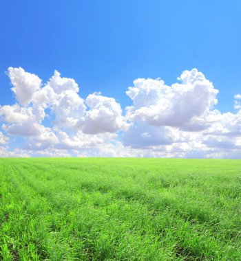 Mavi gökyüzünün altında yeşil çimlerin olduğu yaz manzarası. Çayır çimenleri ve güneşli bahar günü. Sakin doğa sahnesi