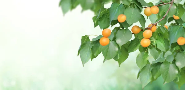 Meruňkový Strom Větev Zelenými Listy Zralé Ovoce Slunné Rozmazané Letní — Stock fotografie
