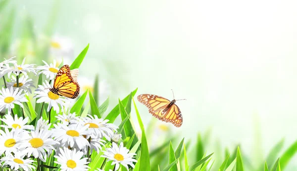 Poziomy Sztandar Kwitnącymi Kwiatami Rumianku Dwoma Motylami Słoneczne Letnie Tło — Zdjęcie stockowe